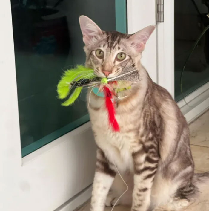 kitty with Kat Fly teaser Cat Toy