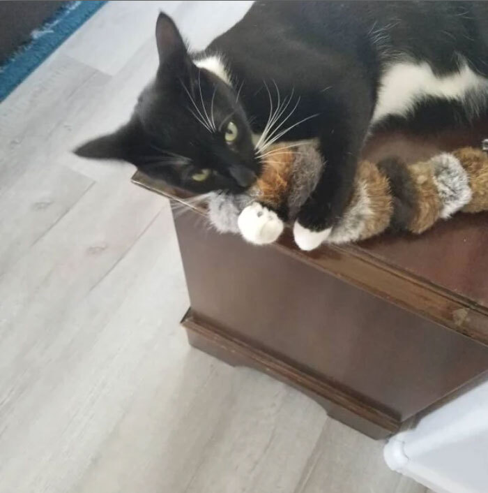 Black Cat playing with fur pom pom caterpillar cat toy