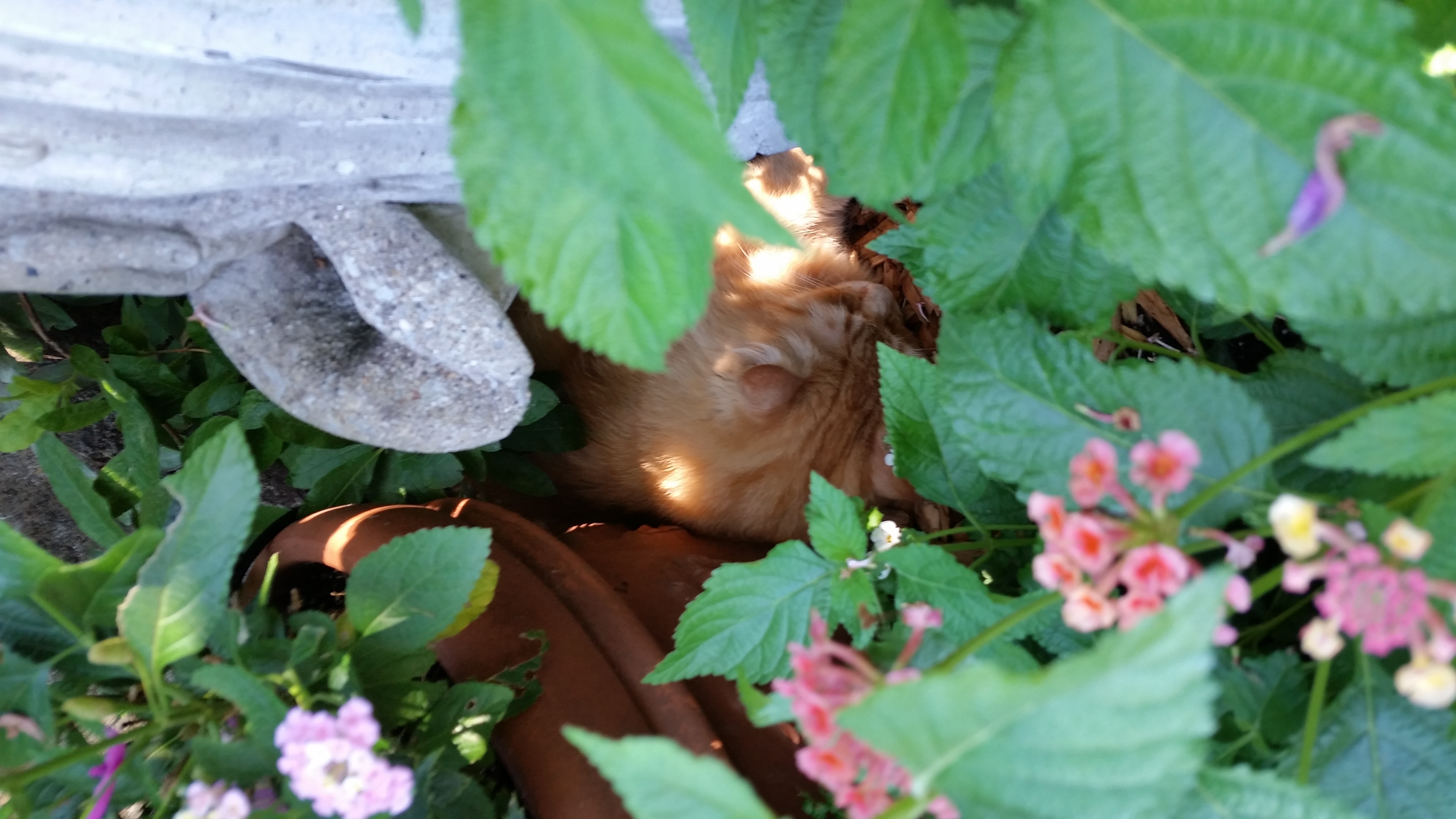 kitty sleeping in shade