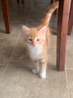 Young Frankie the orange kitty