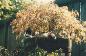 abby-in-maple-300x196.jpg