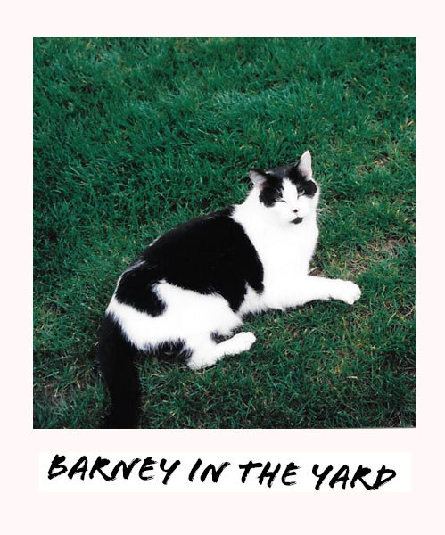 Barney the cat