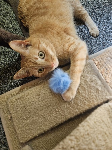 Cat with Blue Fur Pom Pom Cat Toy