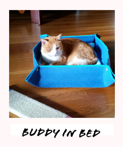 Buddy the cat