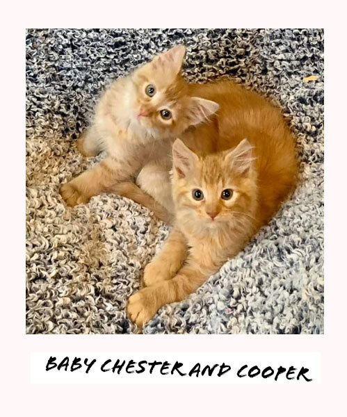 Chester & Cooper