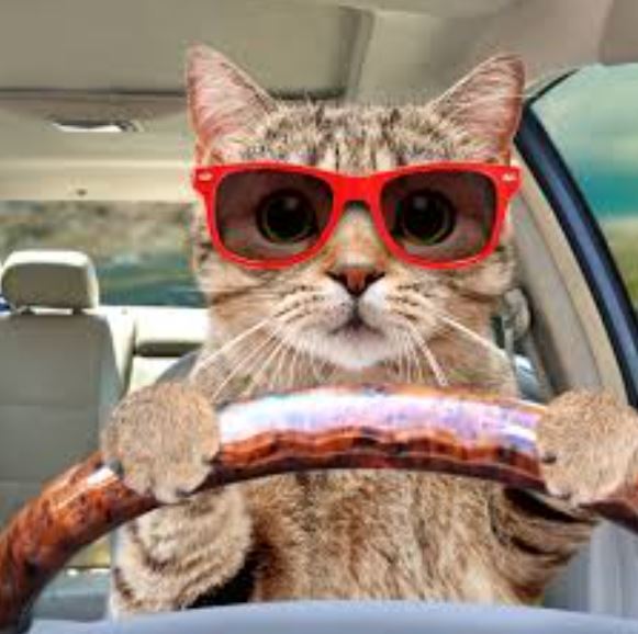 Cat driving