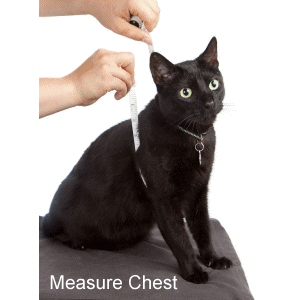 cat-harness-measure.gif
