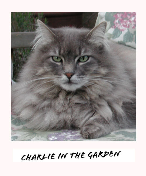 Charlie the cat