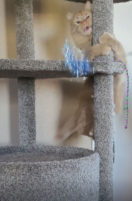 Orange cat playing on cat furniture