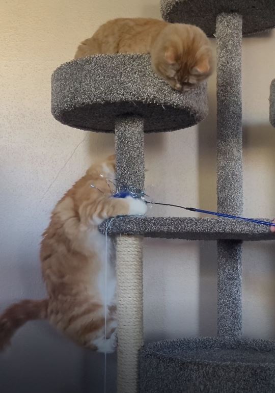 2 orange cats playing on cat furniture