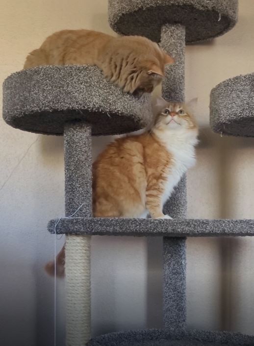 2 orange cats staring at each other