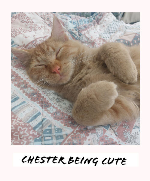 Chester the cat