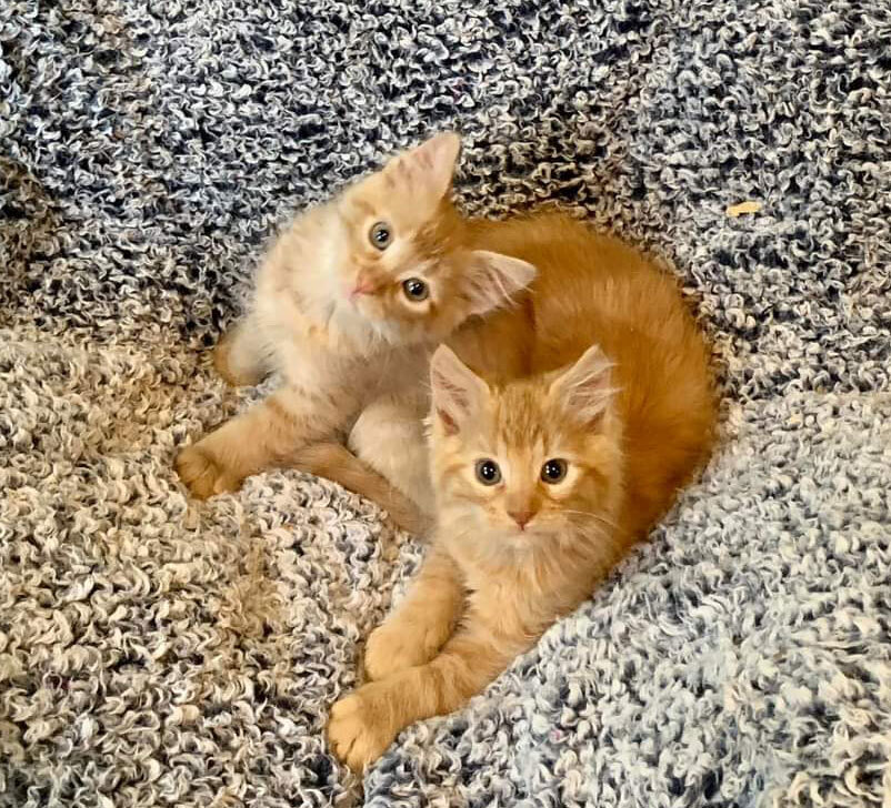 Chester & Cooper kittens