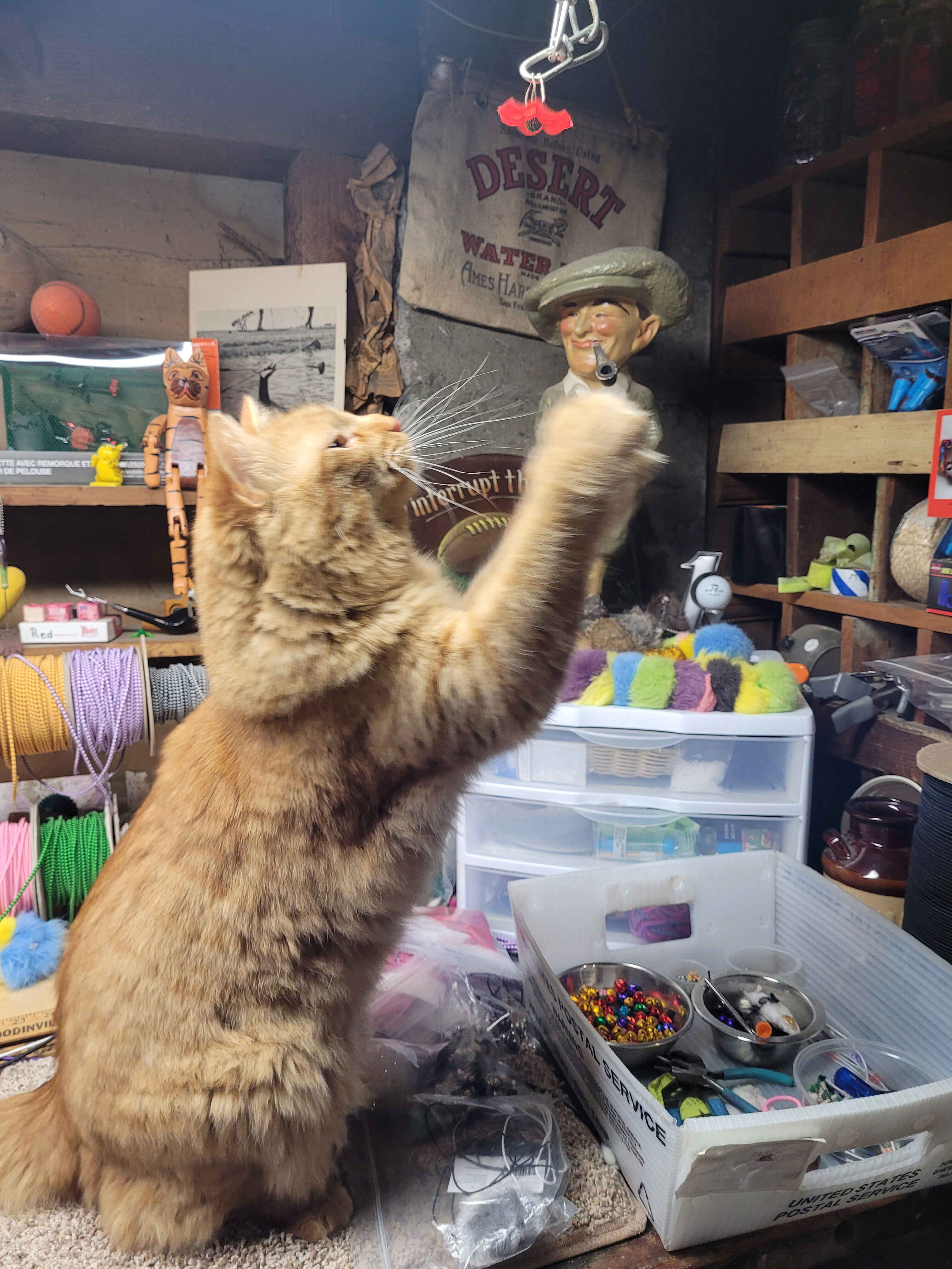 Orange cat batting at an object