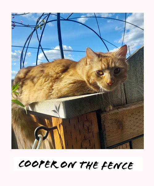 Cooper the cat