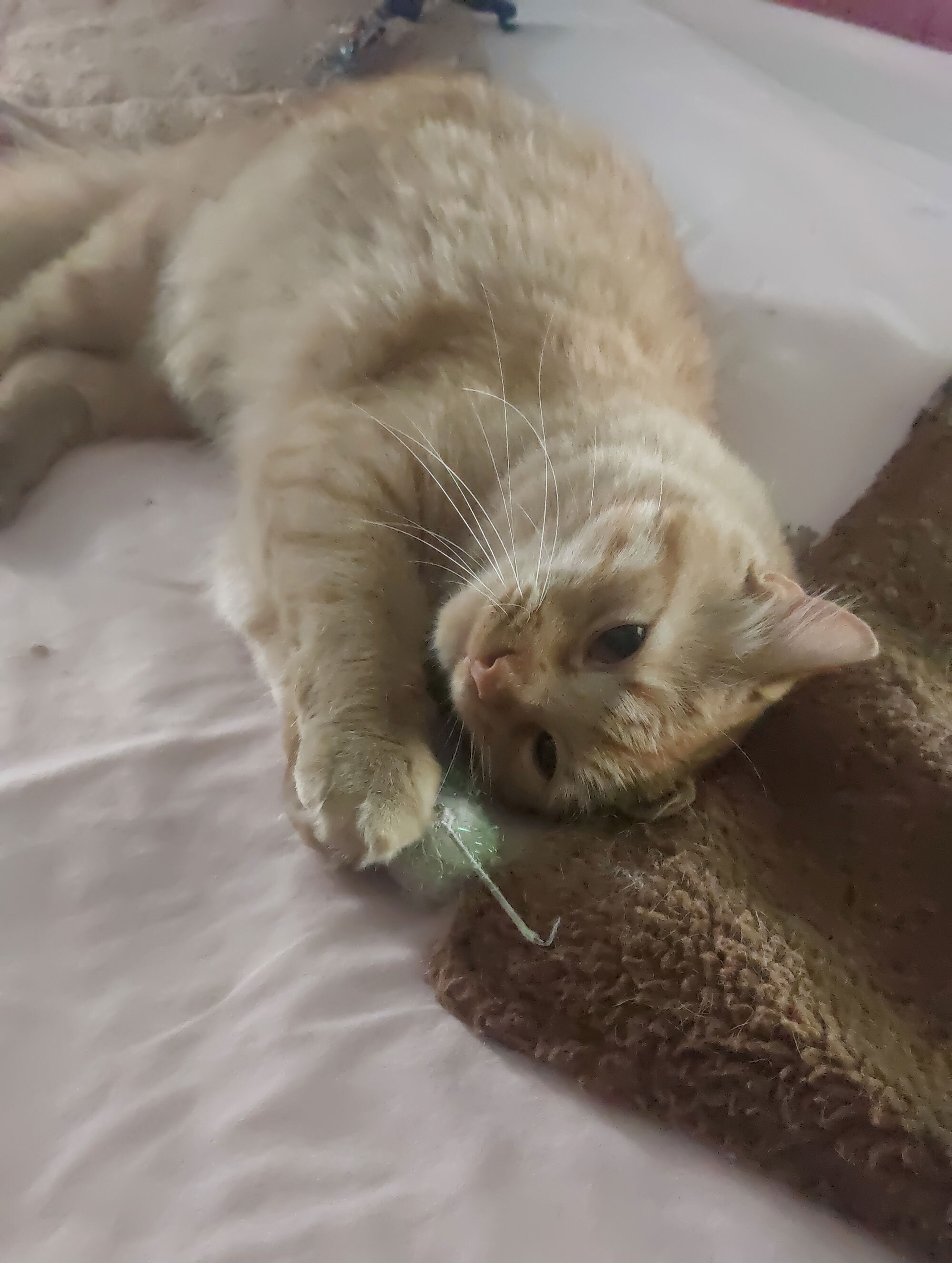 Cooper with favorite sparkle ball