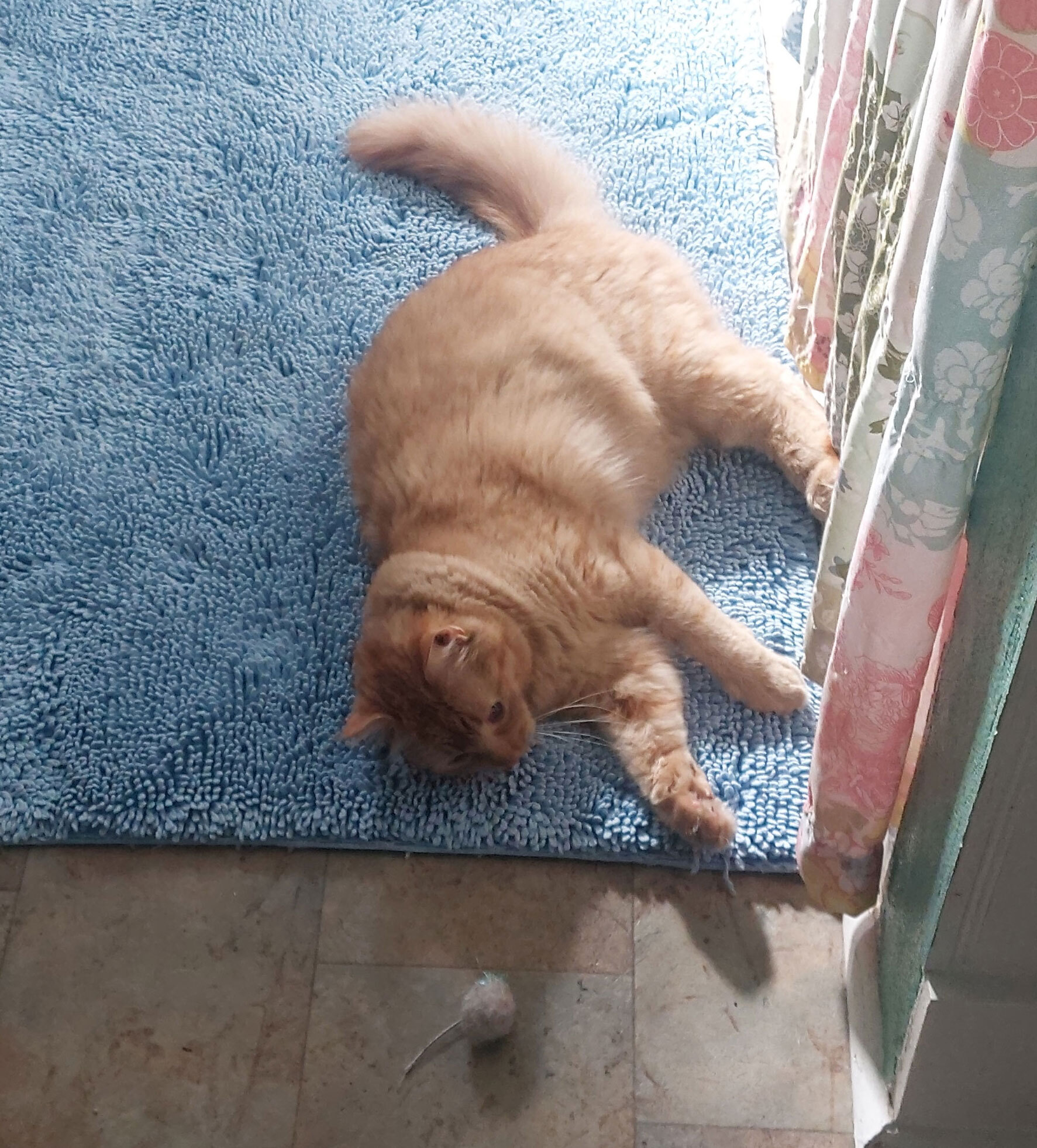 Cooper with ball on rug