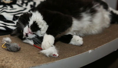 Cat with Elastic tail Rabbit Fur Mouse Cat Toy