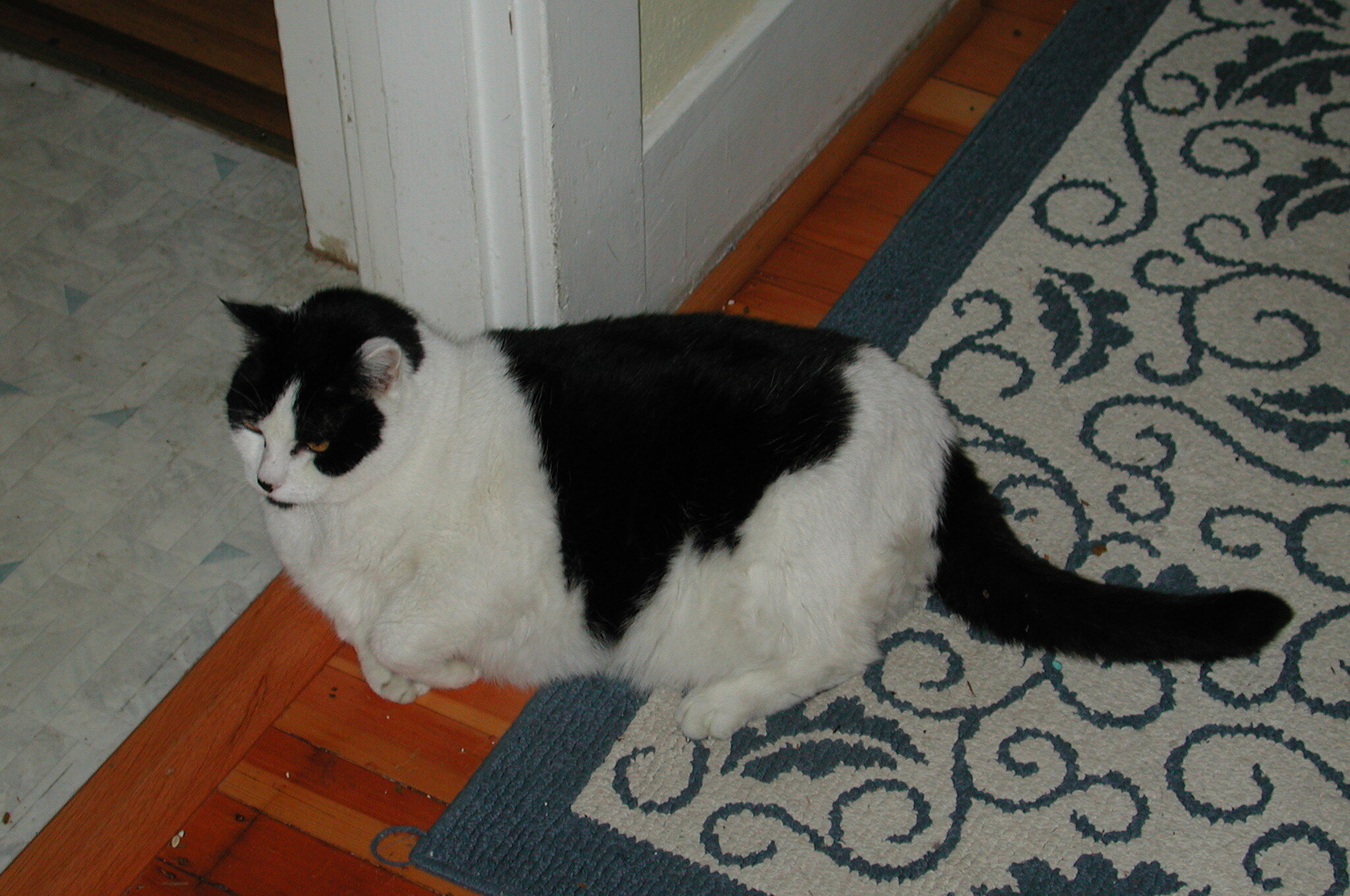 Barney