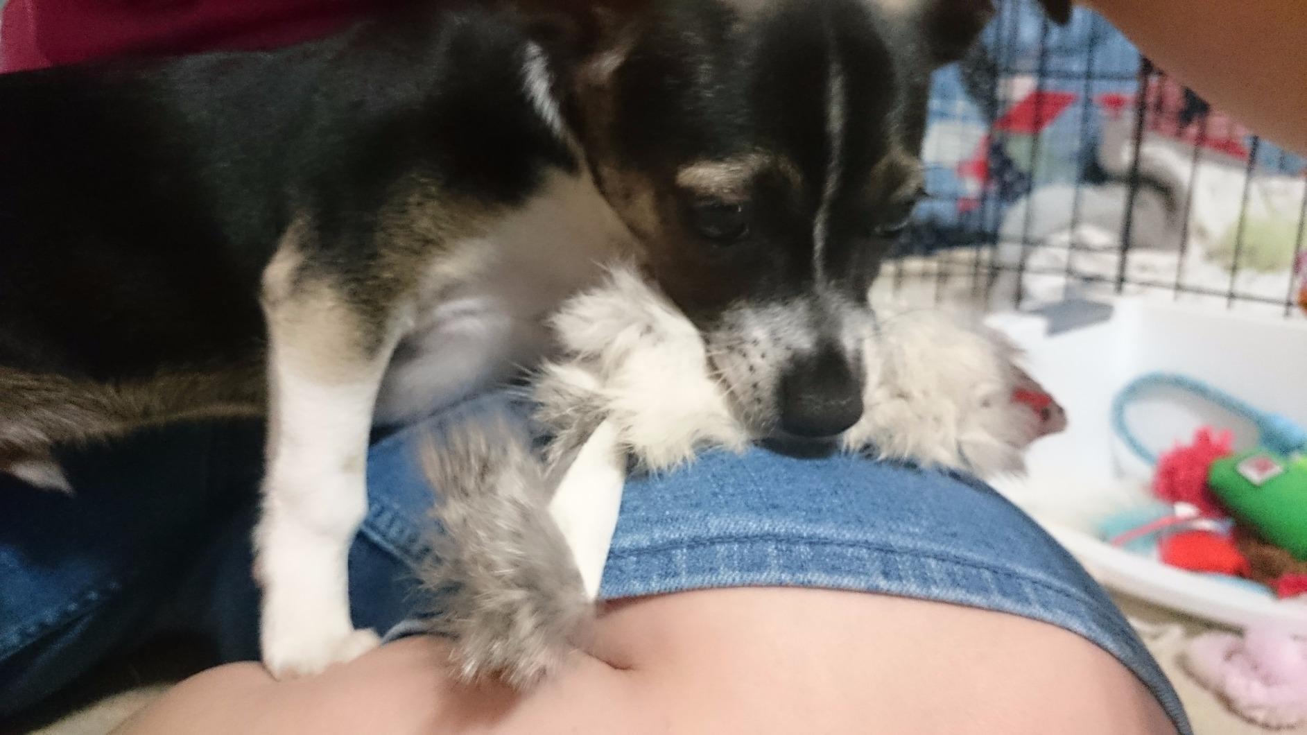 Dog with Dat Darn Ferret Mouse Cat Toy