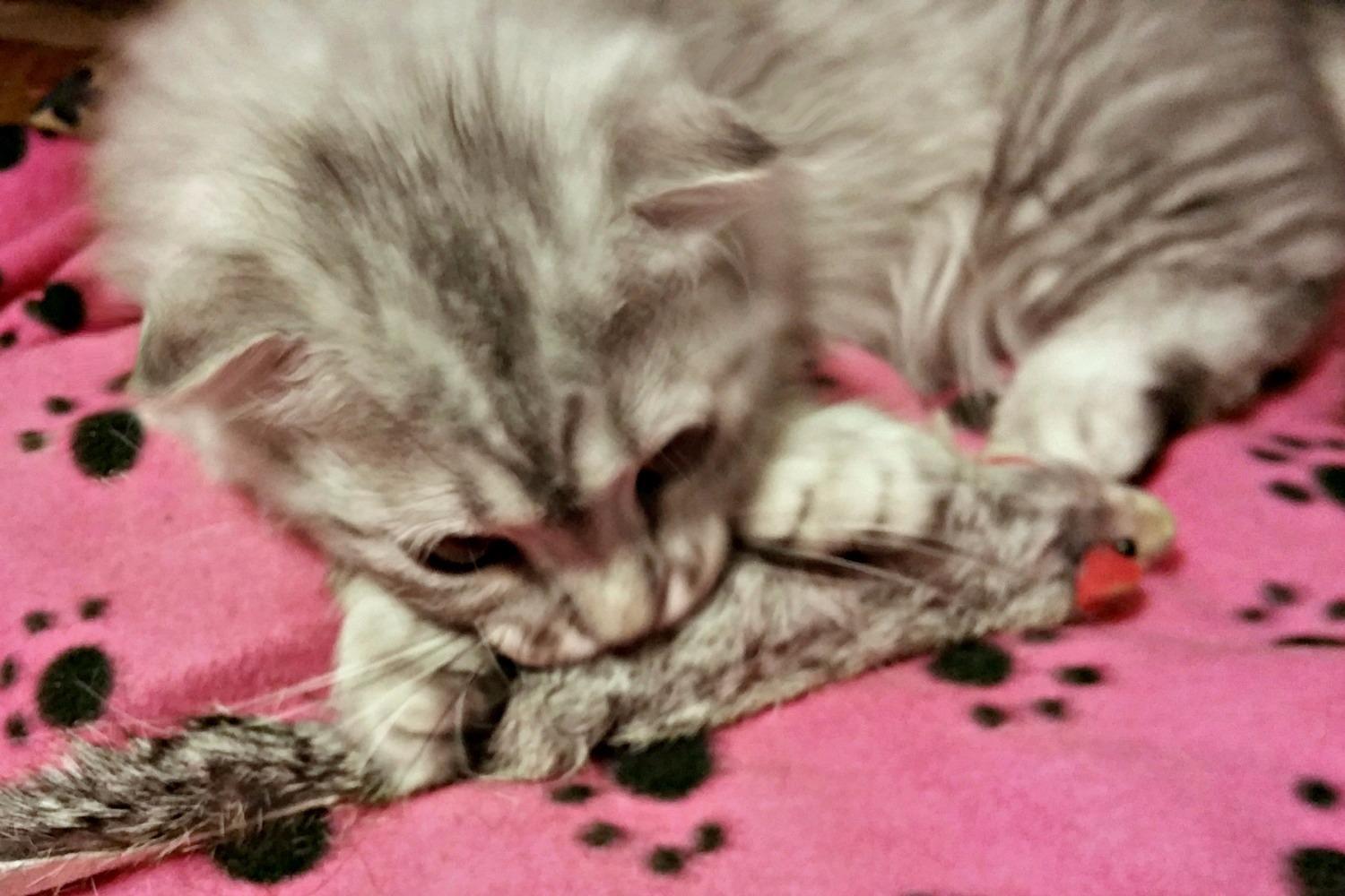 Cat with Dat Darn Ferret Cat Toy