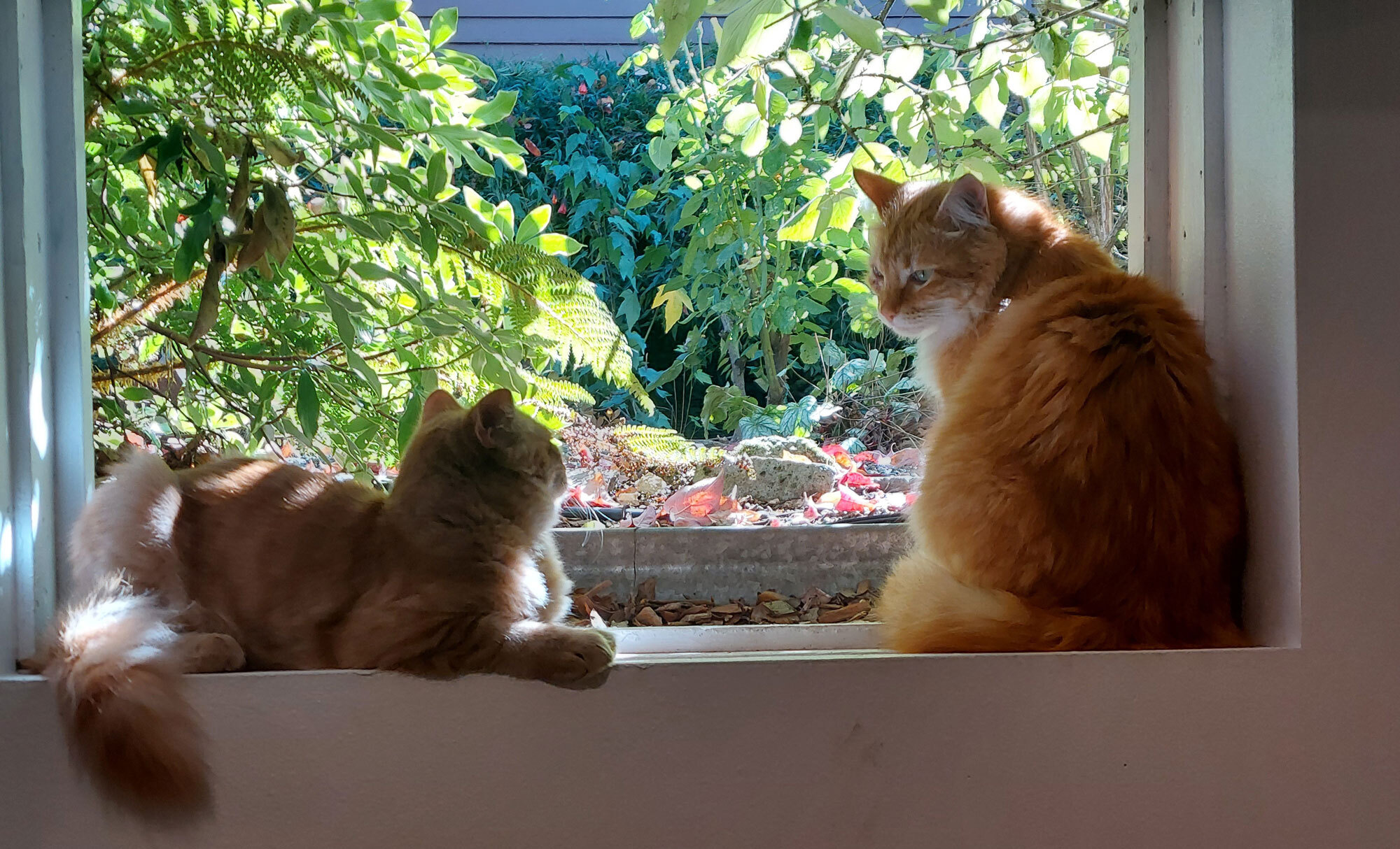 Cooper & Frankie
