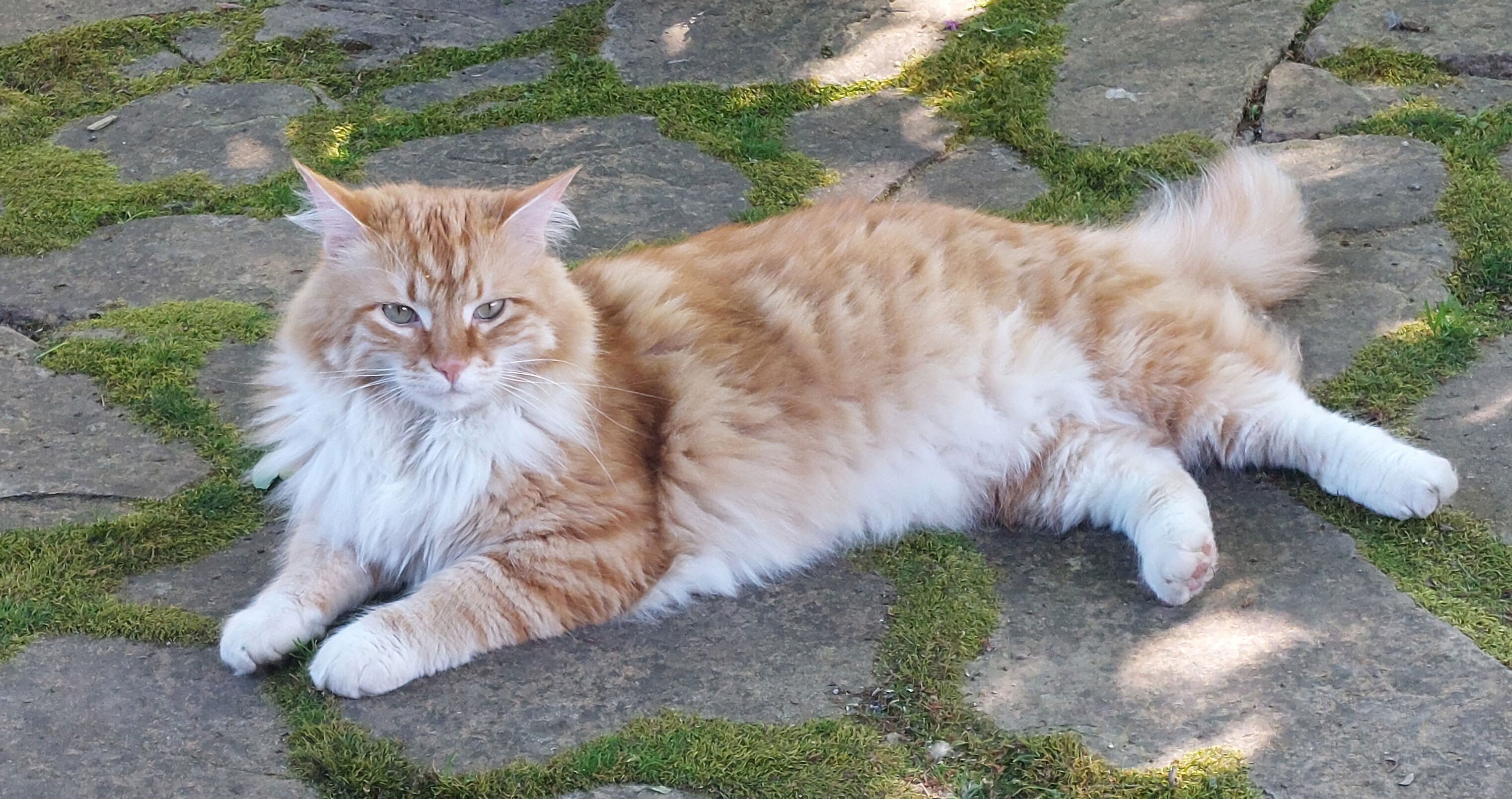 Frankie the orange cat