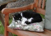 katie-on-pillow-175x122.jpg