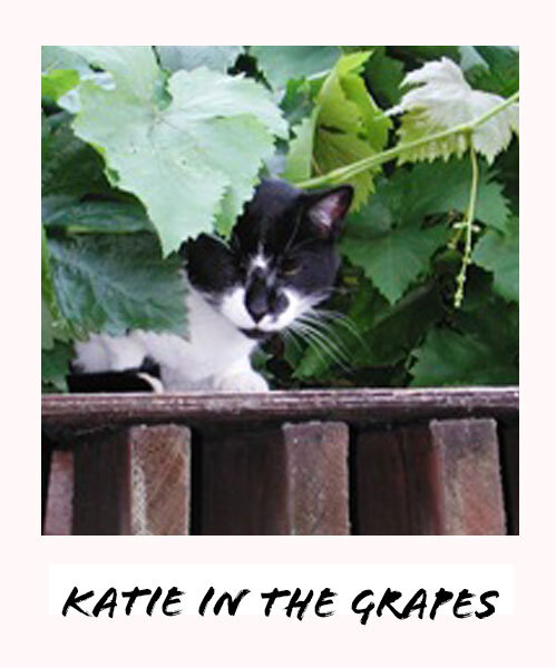 Katie the cat