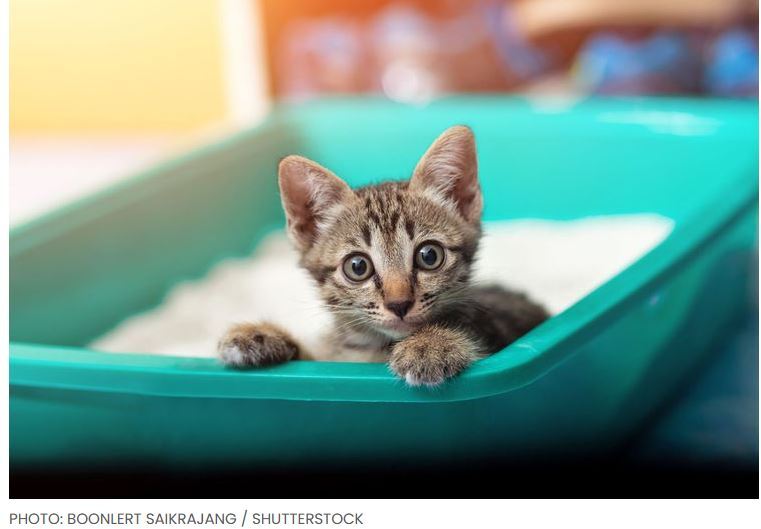 kitty in litter box