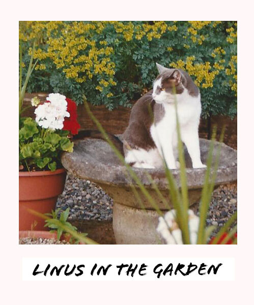 Linus the cat