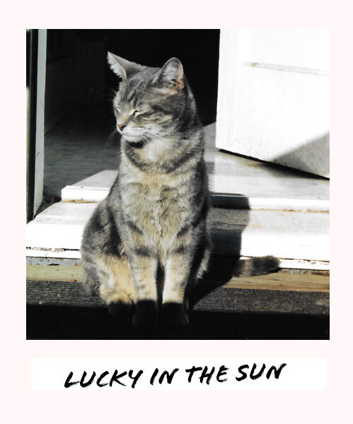 Lucky the cat