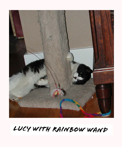 Lucy the cat