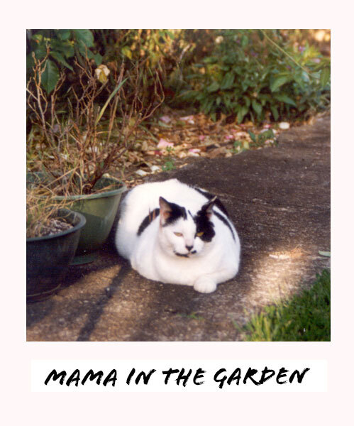 Mama cat