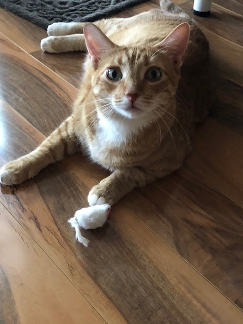 Cat with white mouse cat toy