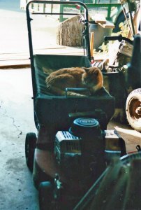 odie-on-mower-in-garage.jpg
