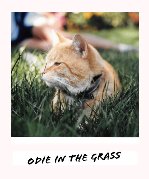 Odie the cat