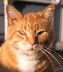 odie3-265x300.jpg