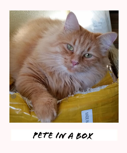 Pete the cat