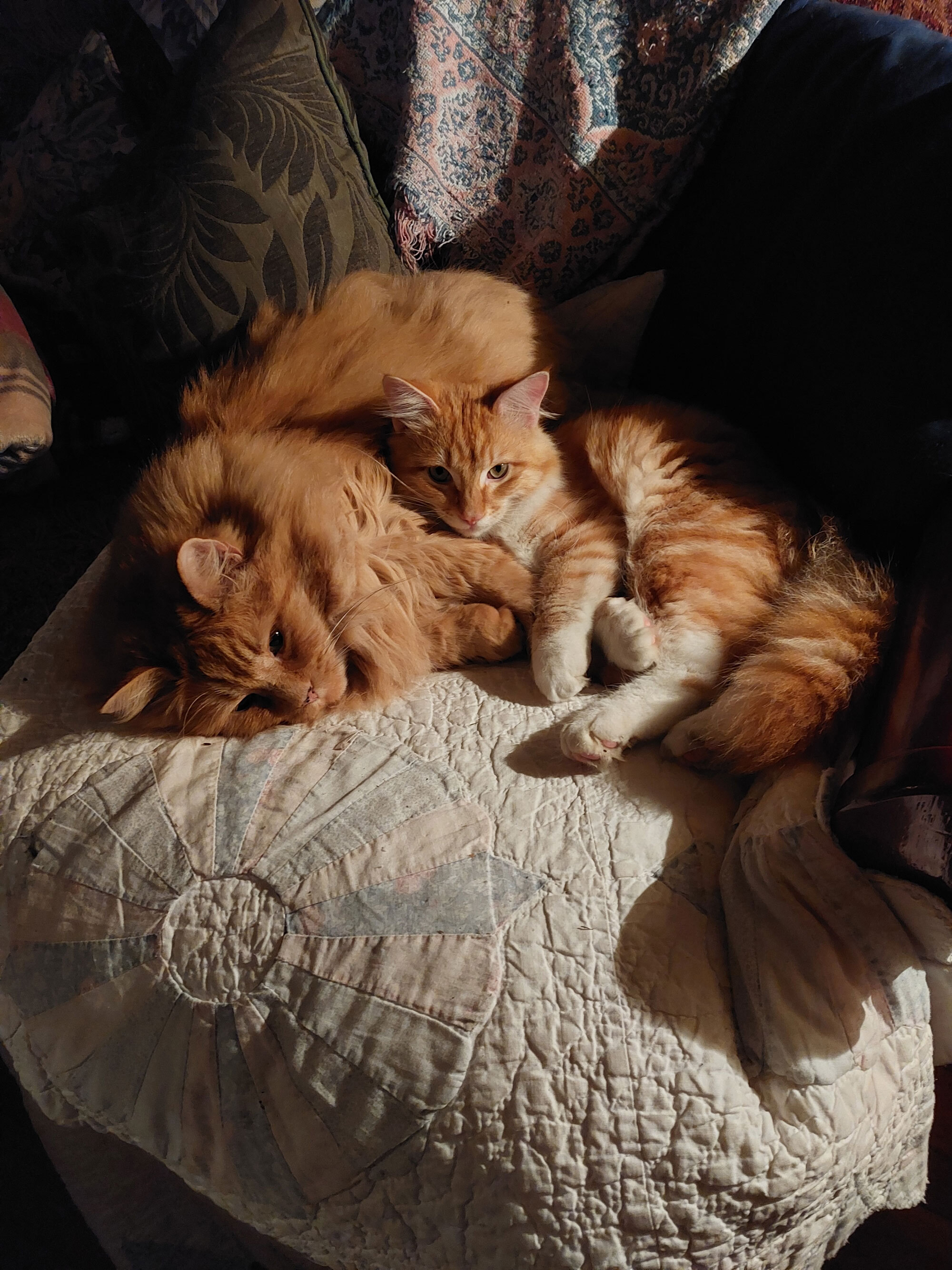 Pete and Frankie sleeping