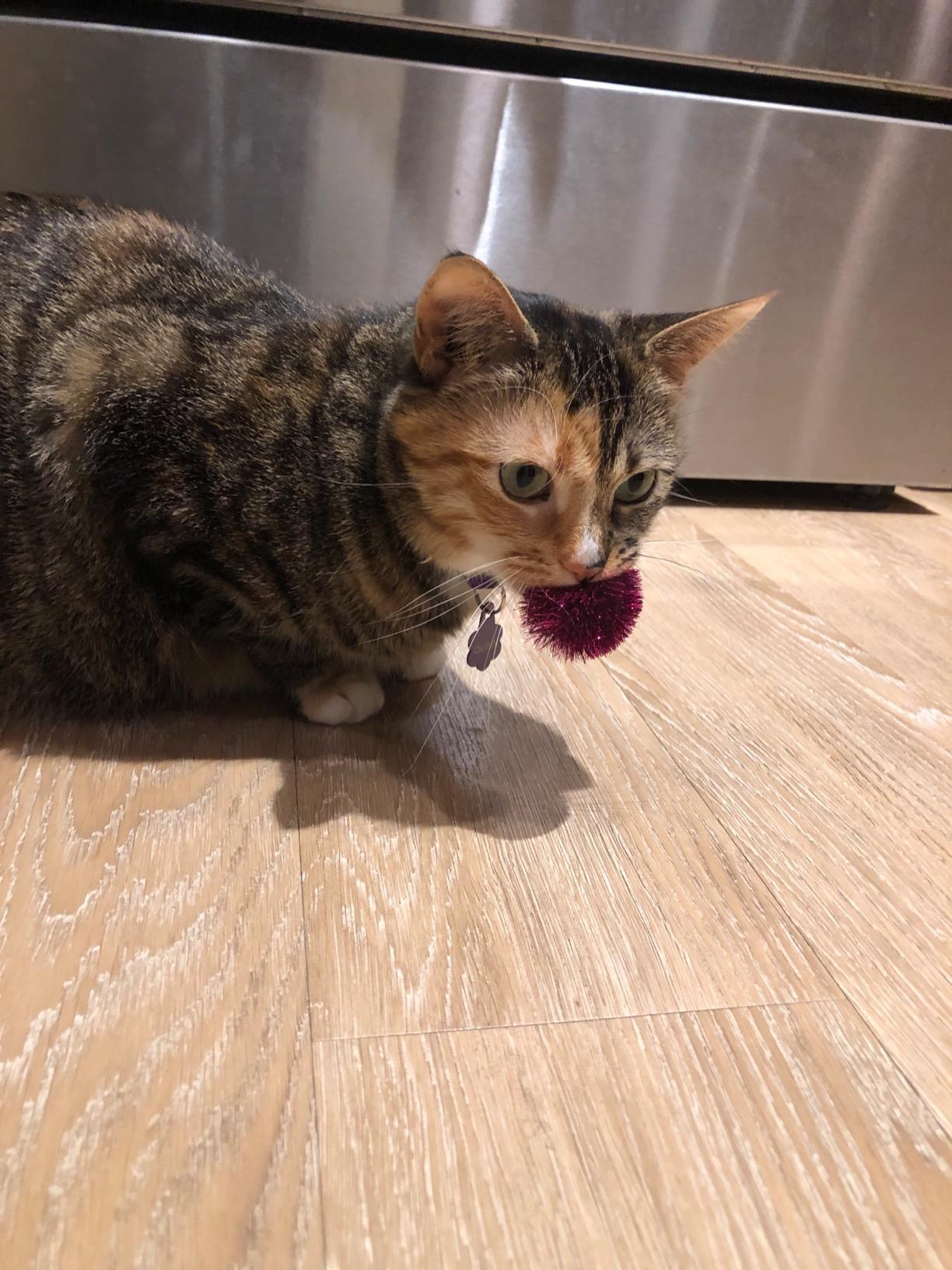 Cat with Tuff Puff Sparkle Ball Cat Toy