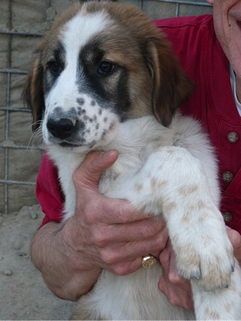 puppy.jpg