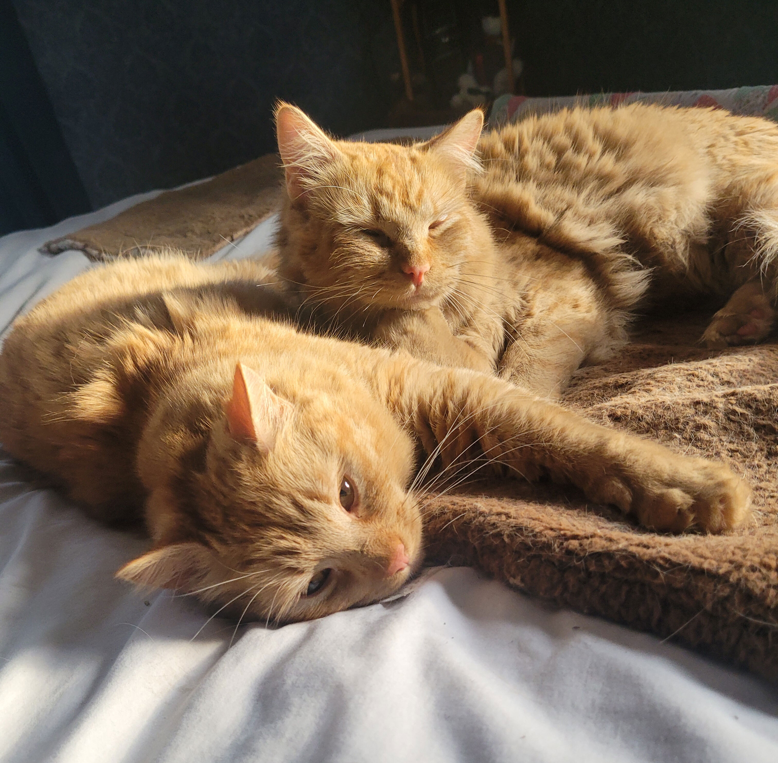 2 orange cats sleeping together