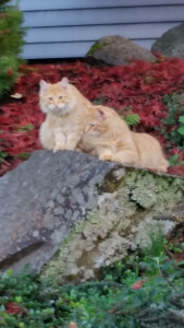 tucker-and-peteon-rock-169x300.jpg