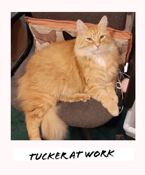 Tucker the cat