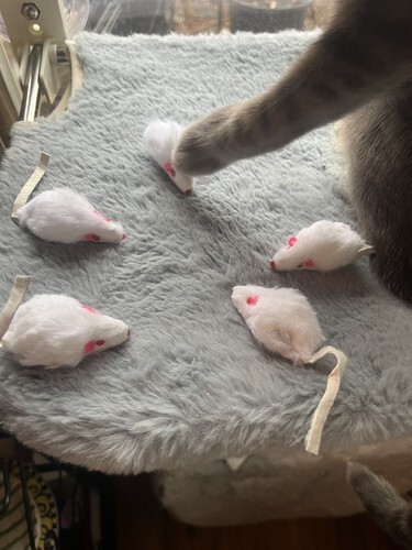 Cat Mouse Sacrifice